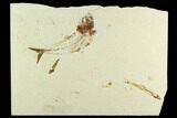 Fossil Fish Plate (Charitosomus & Scombroclupea) - Lebanon #124007-1